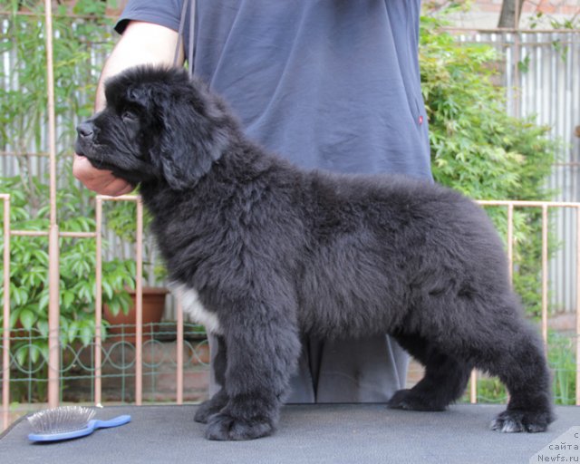 Фото: ньюфаундленд Успех с Берега Дона (Uspeh s Berega Dona)