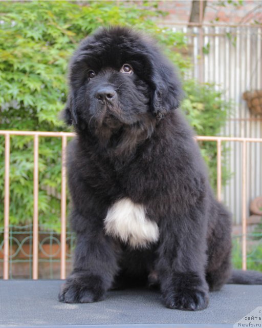 Фото: ньюфаундленд Успех с Берега Дона (Uspeh s Berega Dona)