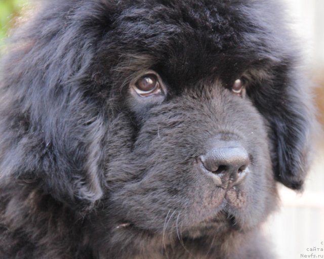 Фото: ньюфаундленд Успех с Берега Дона (Uspeh s Berega Dona)