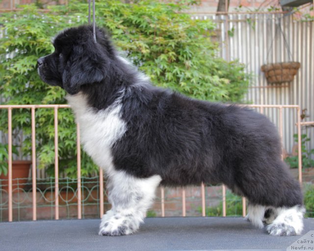 Фото: ньюфаундленд Улыбка с Берега Дона (Ulybka s Berega Dona)