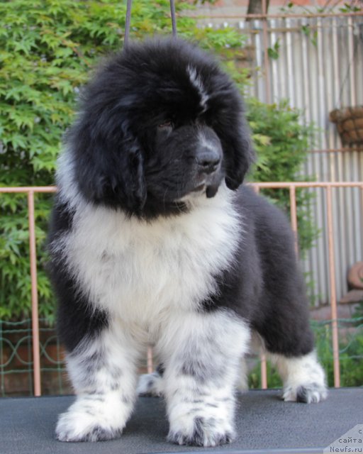 Фото: ньюфаундленд Улыбка с Берега Дона (Ulybka s Berega Dona)