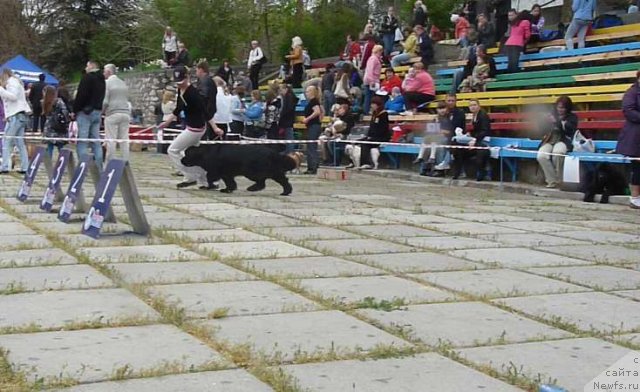 Фото: ньюфаундленд Сент Джонс София для Кара Дениз (Sent Djons Sofia Dlia Kara Deniz)