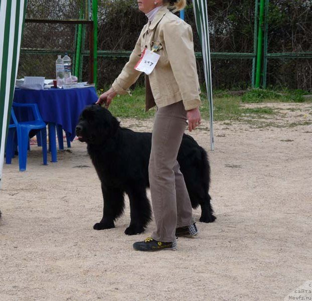 Фото: ньюфаундленд Сент Джонс София для Кара Дениз (Sent Djons Sofia Dlia Kara Deniz)