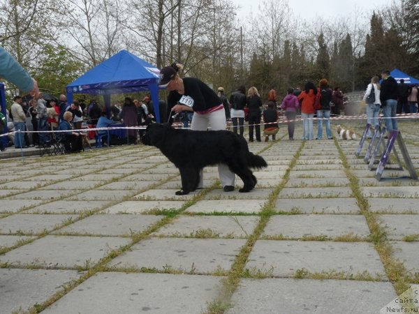 Фото: ньюфаундленд Золотко Мишель Кара Дениз (Zolotko Mishel Kara Deniz)