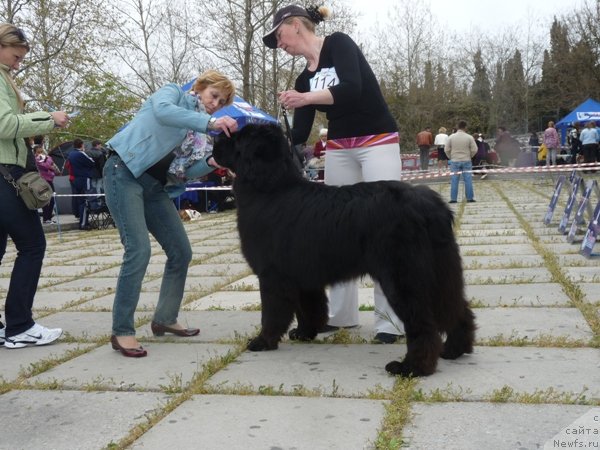 Фото: ньюфаундленд Златобор Богатырь Кара Дениз (Zlatobor Bogatyr Kara Deniz)