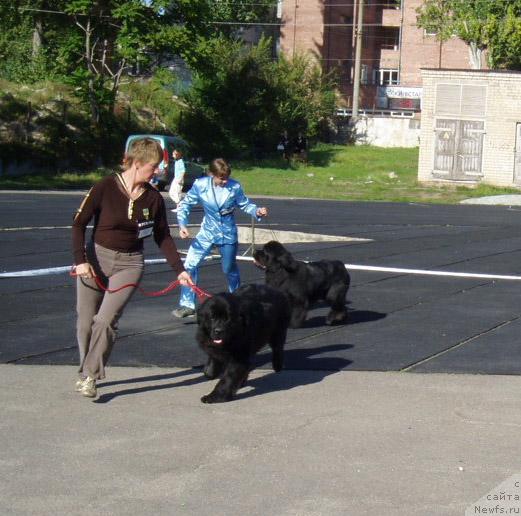 Фото: ньюфаундленд Влас (Vlas), ньюфаундленд Fiamettahauz Gay Persival (Фиаметтахауз Гай Персиваль)