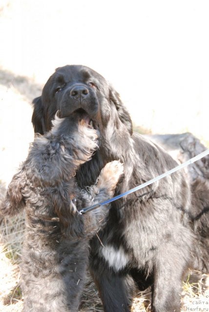 Фото: ньюфаундленд Бианка Вайт Пэрл