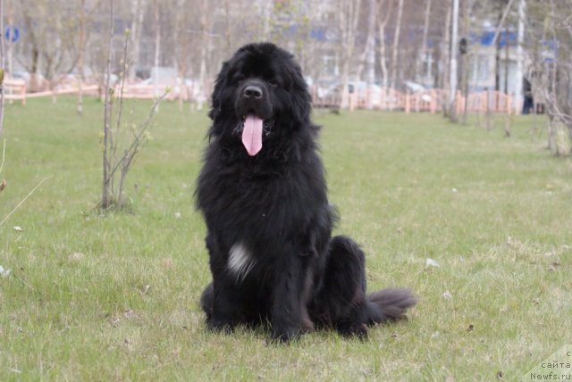 Фото: ньюфаундленд Супер Премиум Европейский Вариант