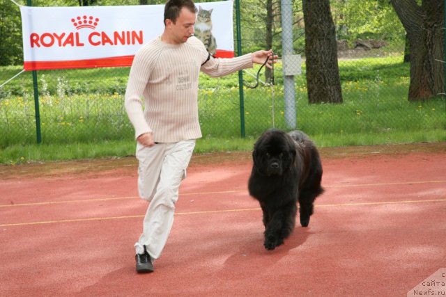 Фото: ньюфаундленд Gimenej Golden Star, Александр Розенфельд