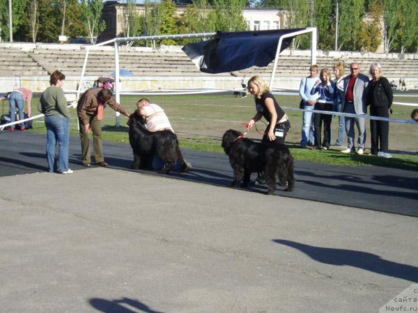 Фото: ньюфаундленд Жемчужина Ростова с Берега Дона (Zhemchuzhina Rostova s Berega Dona), ньюфаундленд Блэк Квин (Black Queen)