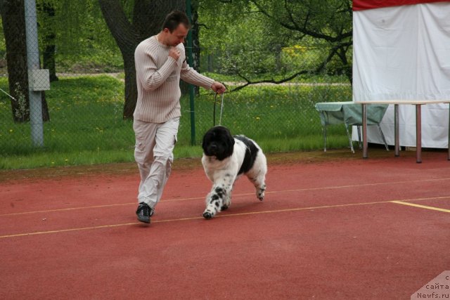 Фото: ньюфаундленд Аквиан Сонг Зеро Гравити (Akvian Song Zero Graviti), Александр Розенфельд