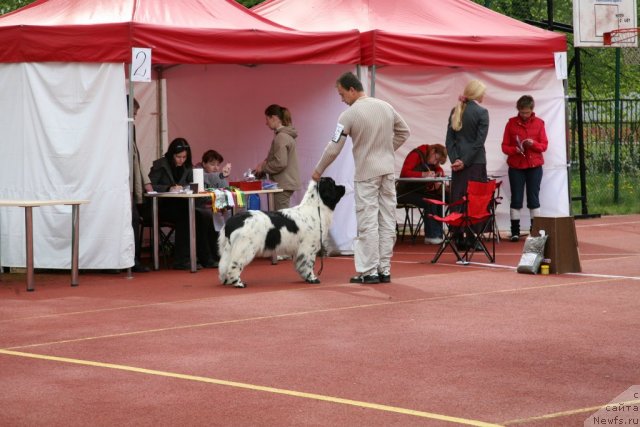 Фото: ньюфаундленд Аквиан Сонг Зеро Гравити (Akvian Song Zero Graviti), Александр Розенфельд