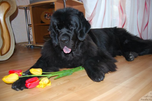 Фото: ньюфаундленд Формула Любви от Сибирского Медведя