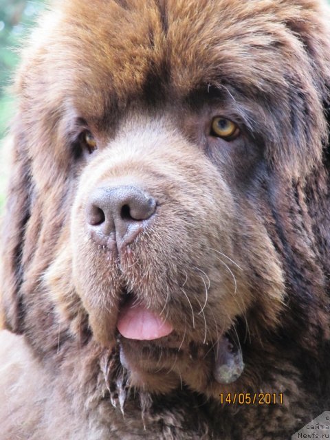 Фото: ньюфаундленд Командор из Медвежьего Яра