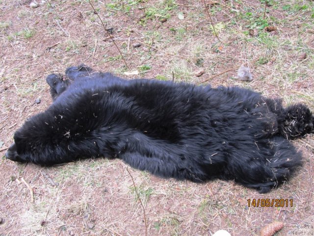 Фото: ньюфаундленд Их Высочество Владлена Маджикс