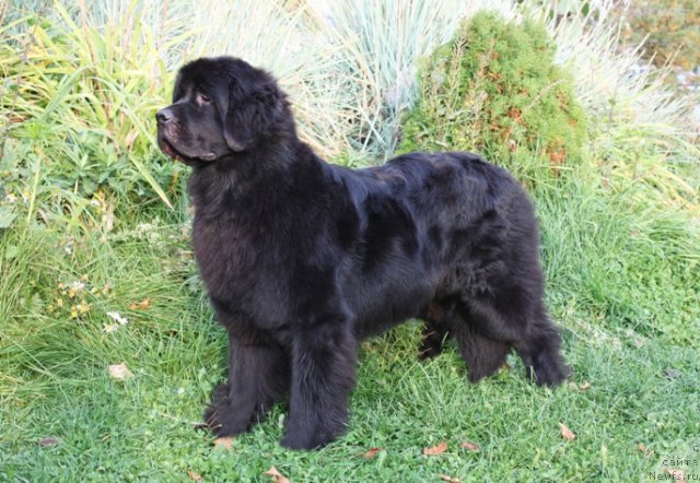 Фото: ньюфаундленд Фентази (Fantasy)