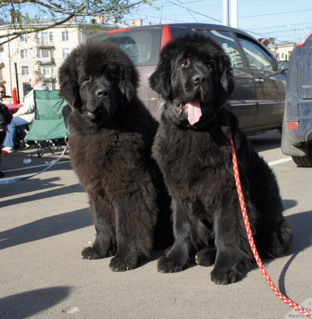 Фотография № 66351