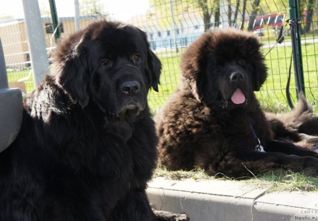 Фотография № 66354