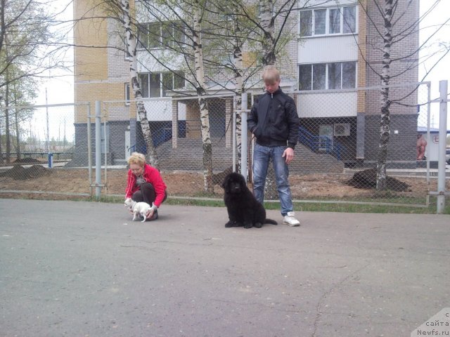 Фото: ньюфаундленд Уильям Наследник Трона