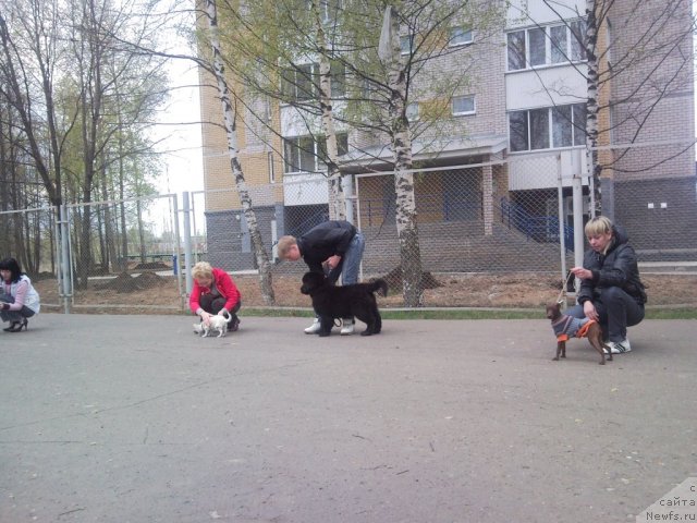 Фото: ньюфаундленд Уильям Наследник Трона