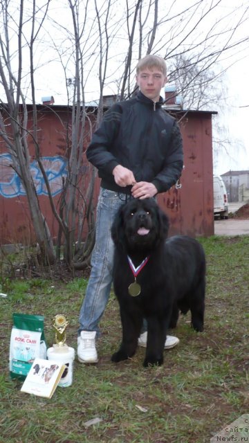 Фото: ньюфаундленд Нефертити Красавица Грядет