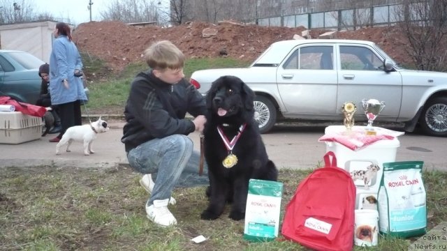 Фото: ньюфаундленд Нефертити Красавица Грядет