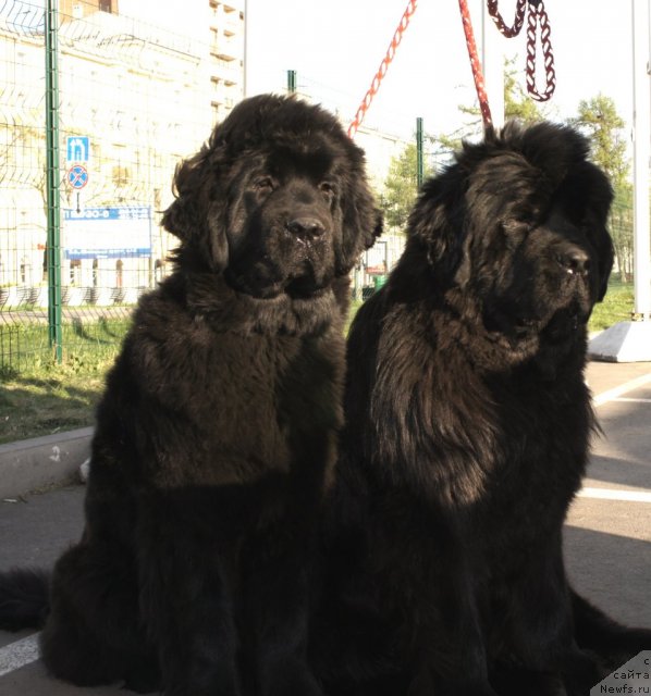 Фото: ньюфаундленд Смигар Галакси Шелл Вин (Smigar Galaxsy Shall Win), ньюфаундленд Смигар Нимфея Неотразимая (Smigar Nimfeya Neotrazimaya)