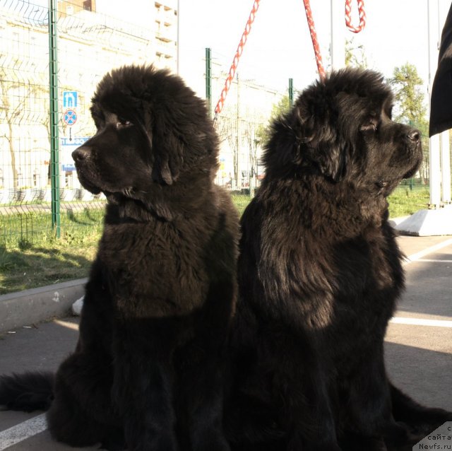 Фотография № 66366