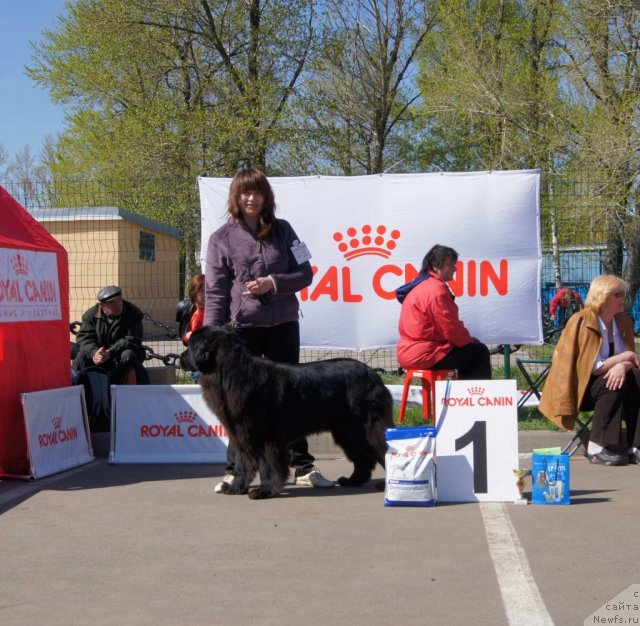 Фото: ньюфаундленд Сент Джонс Ульрика (Sent Djons Ulrika), Наталья Борисова