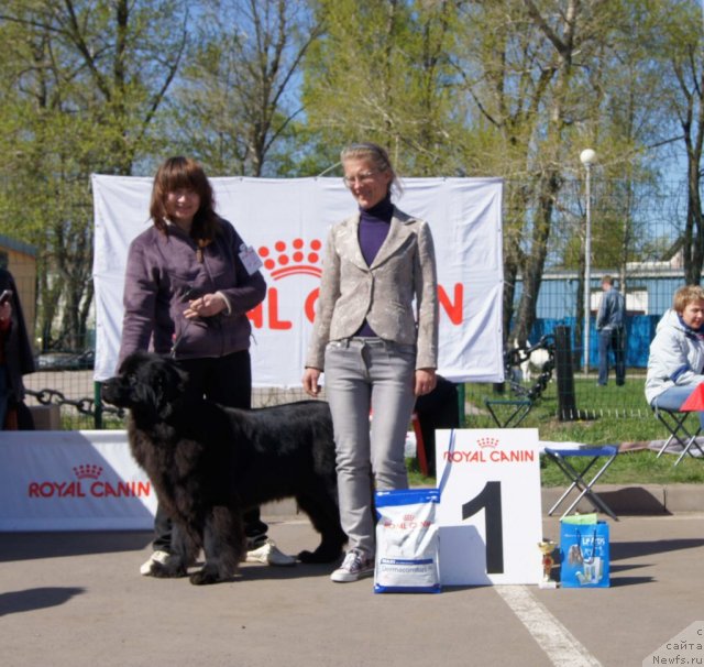 Фото: ньюфаундленд Сент Джонс Ульрика (Sent Djons Ulrika), Наталья Борисова