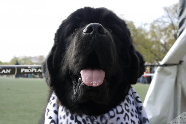 Фото: ньюфаундленд Рембрант Творец Шедевров