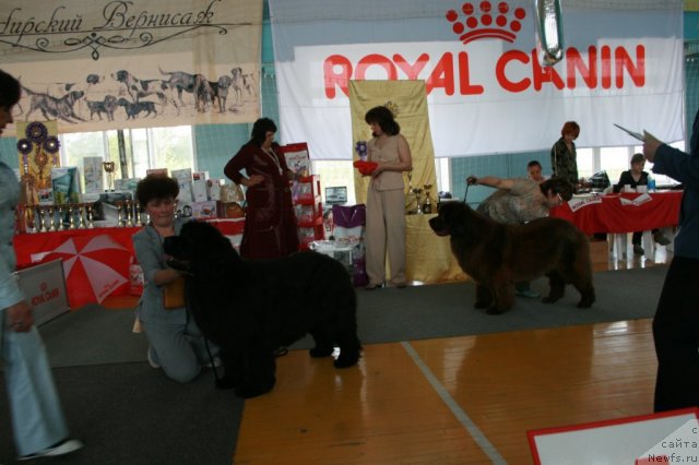 Фото: ньюфаундленд Емприсс Виннер из Медвежьего Яра (Empress Winner iz Medvejyego Yara), ньюфаундленд Вирджиния из Царства Медведей