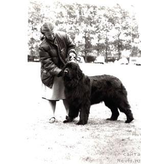 Фото: ньюфаундленд Geminorum Alhena