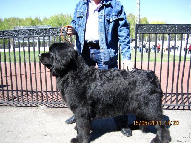 Фото: ньюфаундленд Алекс Диксон, Олег Бочаров