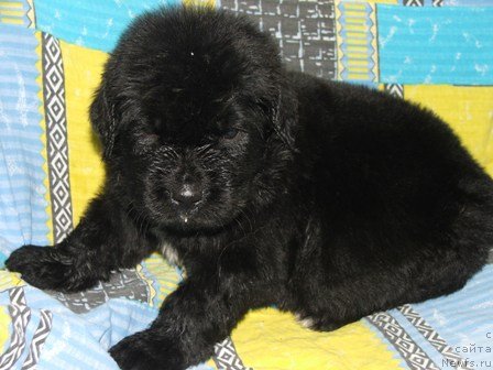 Фото: ньюфаундленд Плюшевая Панда Урмас (Plushevaya Panda Urmas)