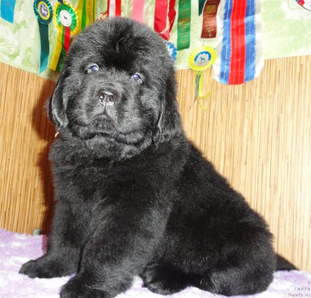 Фото: Бегущая по волнам ЗИЛЛИОН