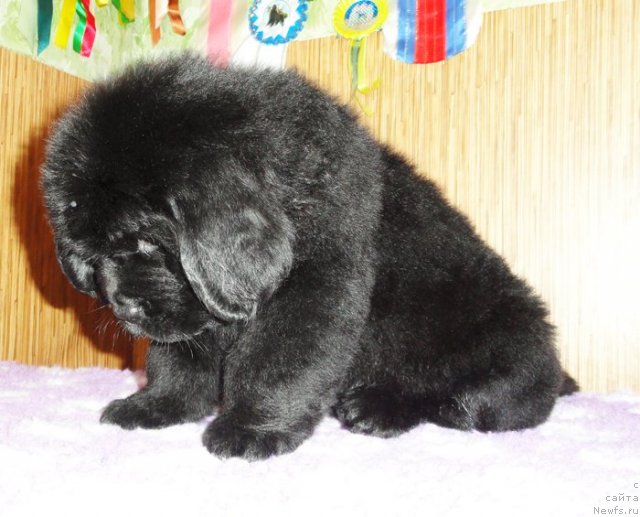 Фото: Бегущая по волнам ЗИЛЛИОН