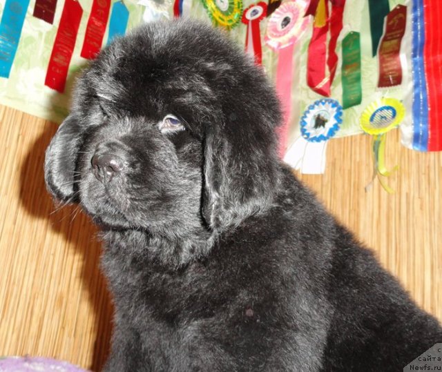 Фото: Бегущая по волнам ЗИЛЛИОН