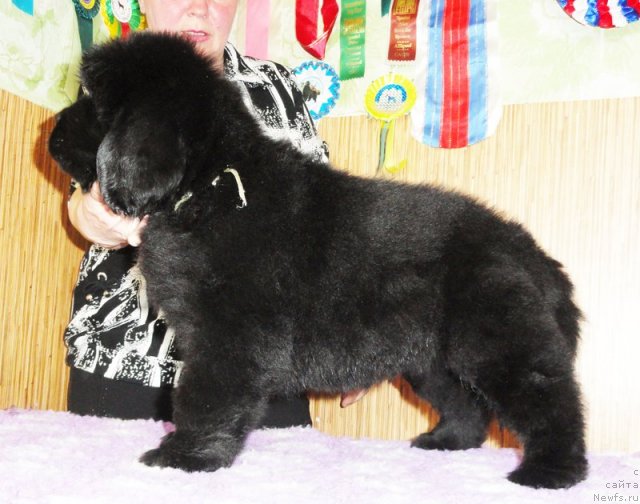 Фото: Бегущая по волнам ЗИЛЛИОН