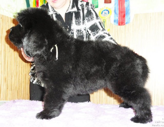 Фото: Бегущая по волнам ЗИЛЛИОН