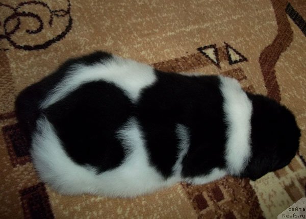 Фото: ньюфаундленд Леонардо Сан-Марино