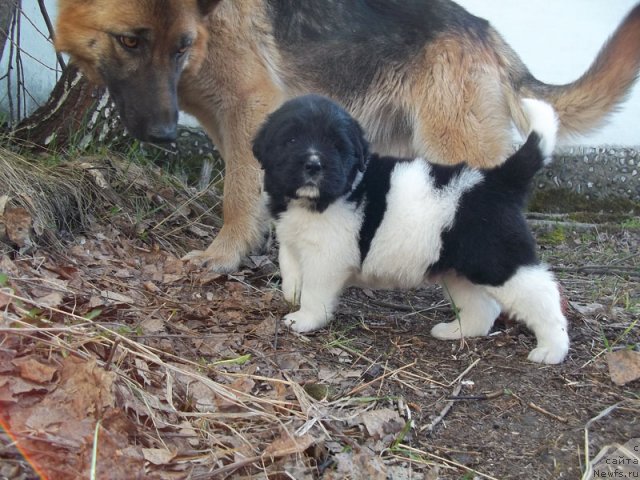 Фото: ньюфаундленд Леонардо Сан-Марино, и Саманта