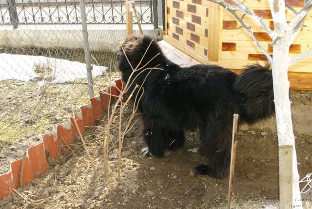 Фото: ньюфаундленд Питерньюф Чупа-Чупс