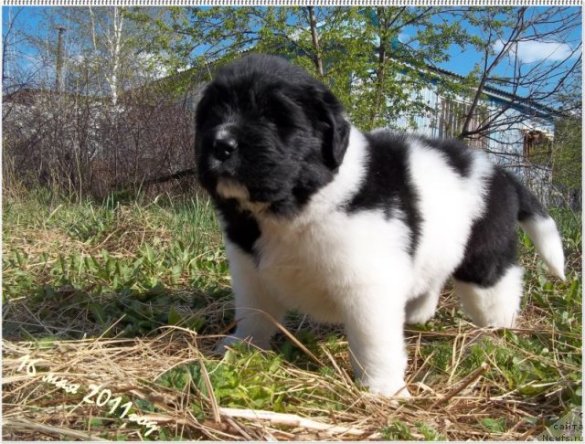 Фото: ньюфаундленд Леонардо Сан-Марино