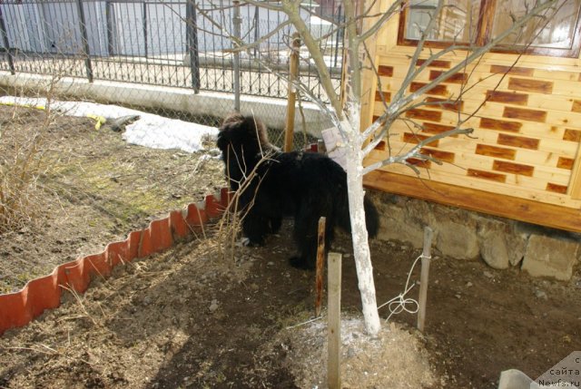 Фото: ньюфаундленд Питерньюф Чупа-Чупс