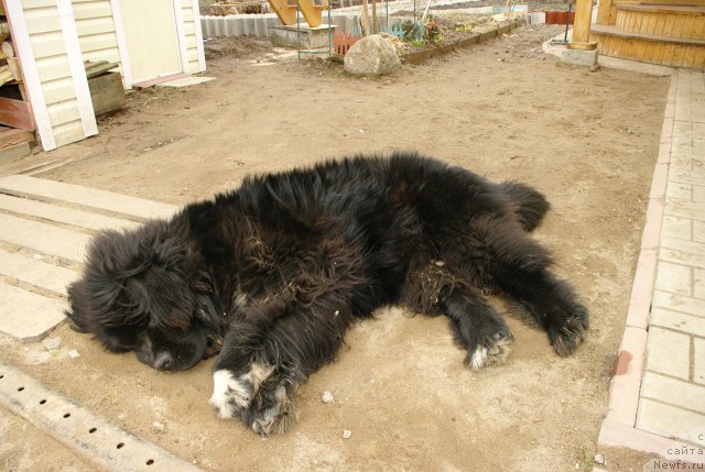Фото: ньюфаундленд Питерньюф Чупа-Чупс