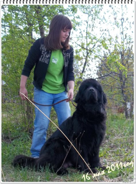 Фото: ньюфаундленд Бонита Эль Осо Нэгро