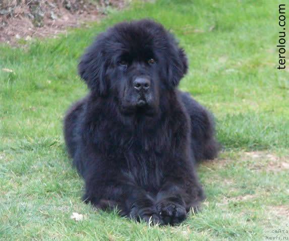 Фото: ньюфаундленд Oli de la Terre aux Loups