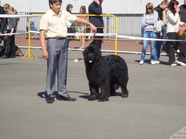 Фото: ньюфаундленд Их Высочество Глория Айрис (Ih Visochestvo Gloria Airis), Владимир Игнатенко