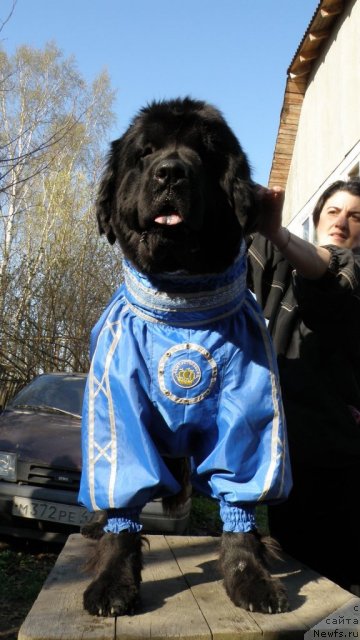 Фото: ньюфаундленд Фанньюф Улетная Девчонка (Funnewf Uletnaya Devchenka)